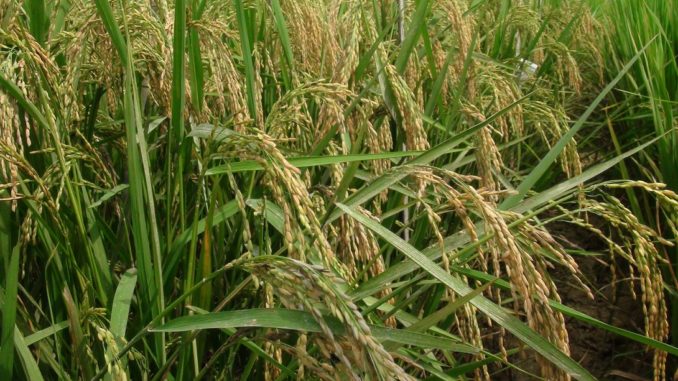 Flood Resistant Rice Variety