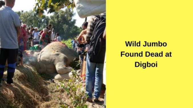 Wild Jumbo Found Dead at Digboi Wild Jumbo Found Dead at Digboi