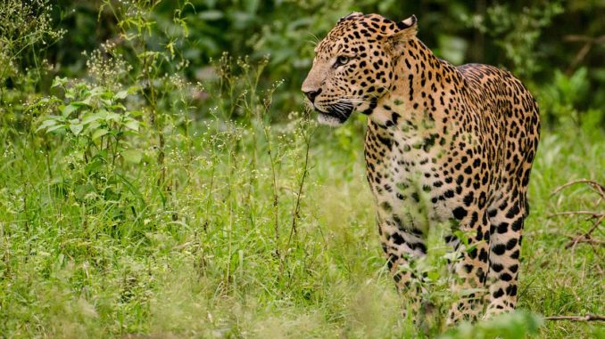 youth injured in leopard attack youth injured in leopard attack