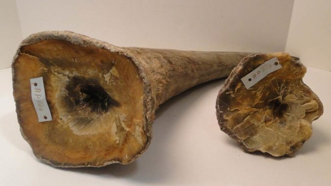 rhino-horn rhino-horn