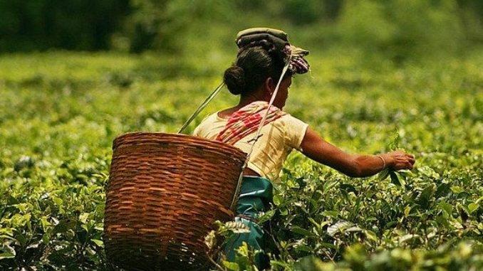 Assam tea industry Assam tea industry