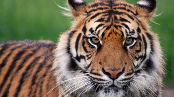 TIGER census in nagaland TIGER census in nagaland