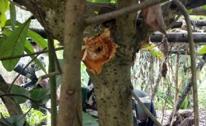 Bullet mark on a tree.