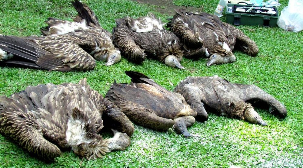 Himalayan vultures Assam: 9 vultures die of suspected poisoning in Dhakuakhana