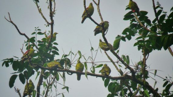 Birds on tree