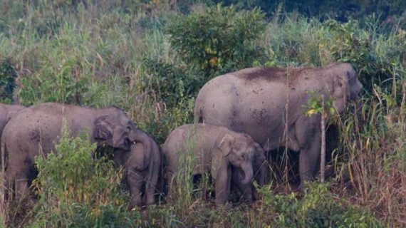 Elephants