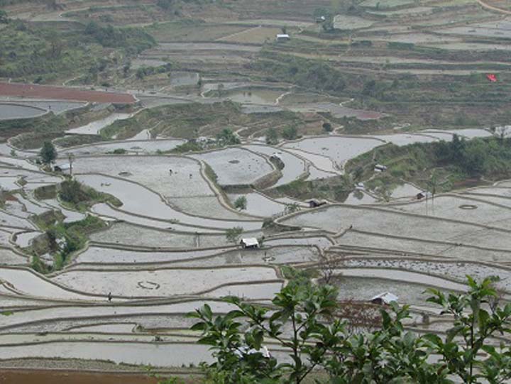 Paddy-cum-fish cultivation fields in Purul village of Manipur’s Senapati district. NE Now