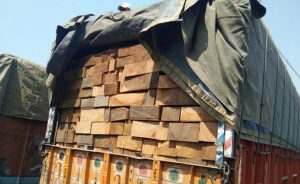 The timber-laden trucks seized at Doomdooma.
