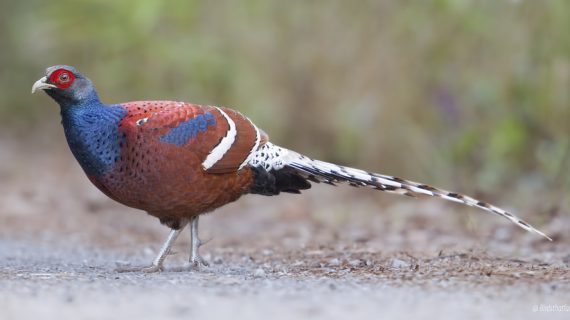 manipur state bird manipur state bird