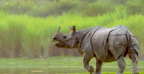 Kaziranga National Park