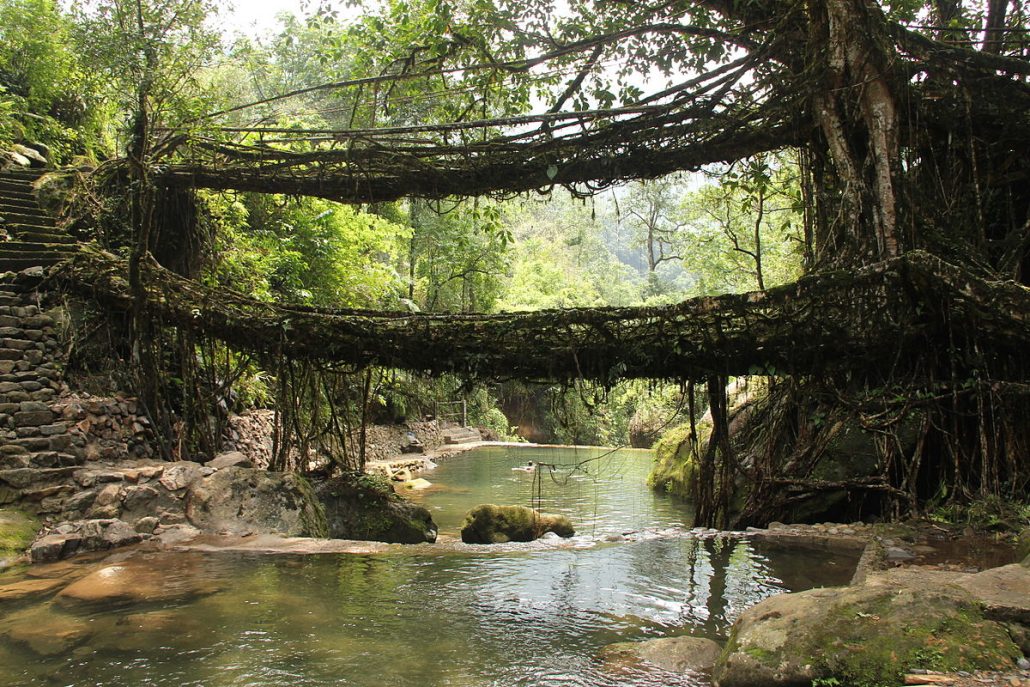 charleston-daily-photo-living-root-bridges