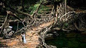 root bridge 1