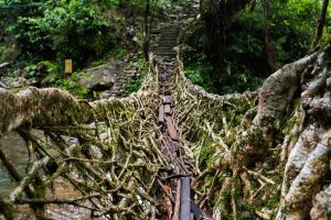root bridge