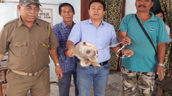 Bengal-Slow-Loris-rescued-from-Ruksin Bengal-Slow-Loris-rescued-from-Ruksin