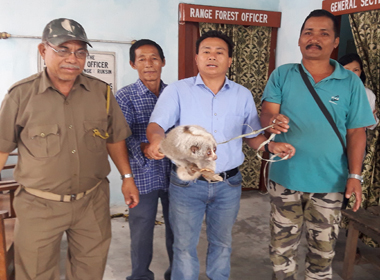 Bengal-Slow-Loris-rescued-from-Ruksin