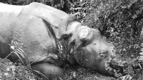 Dehorned rhino