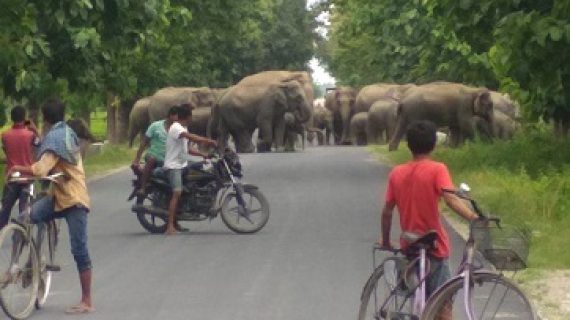 Wild elephants Wild elephants