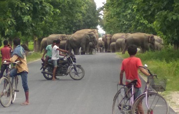 Elephant herd