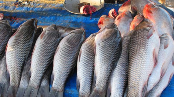 Imported fish