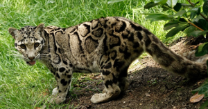 clouded leopard