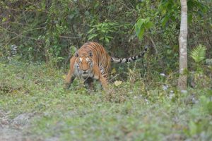 Kaziranga Tiger Reserve 