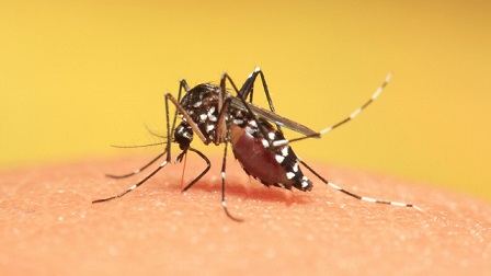 Dengue & Japanese Encephalitis