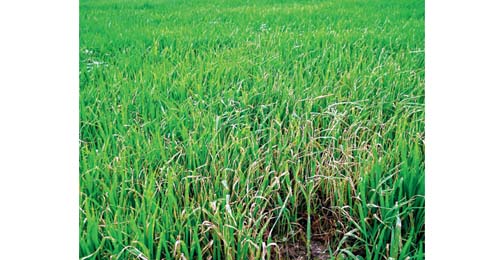 Paddy field