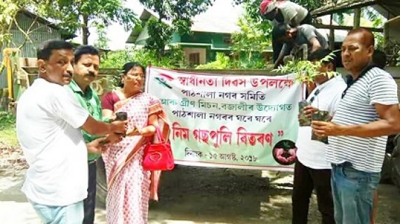 Saplings distribution