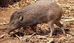 Pygmy hog