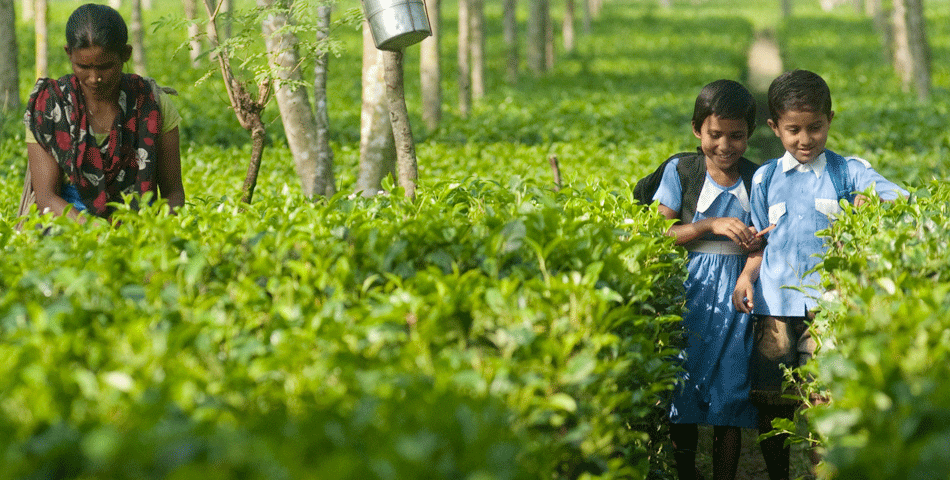 Tea garden children