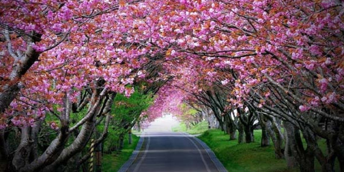 Meghalaya: Cherry Blossom trees to be in full bloom at ...
