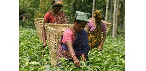 Small tea growers