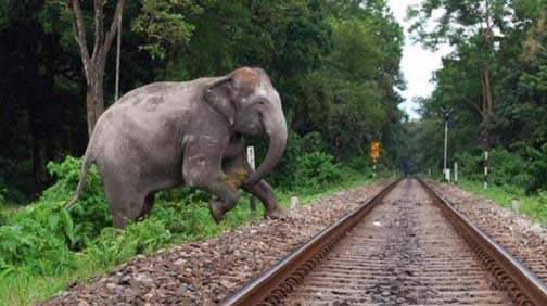 Elephant on railway track