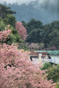 manipur cherry blossom