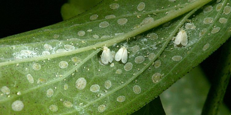 Whitefly infestation of crops giving sleepless nights to farmers of Assam