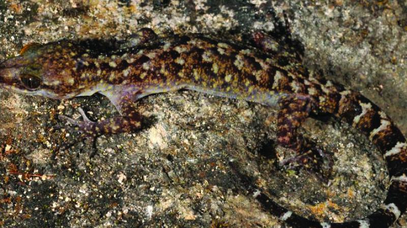 Cyrtodactylus Guwahatiensis