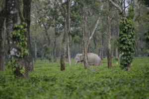 Jumbos taking shelter in TE is a common sight