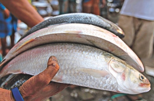 hilsa