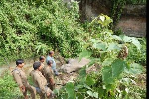 Dead elephant near NRL boundary wall