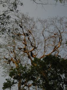 Wild honey bees on a tree at the Deopahar forest