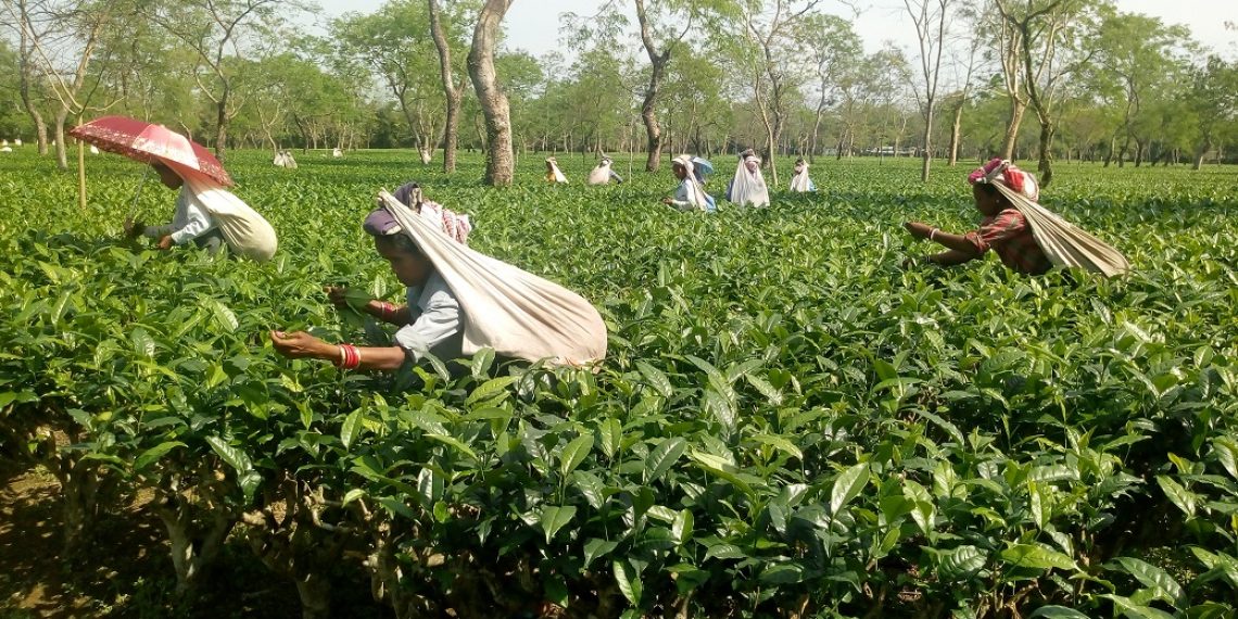 assam-dibrugarh-tea-garden-workers-demand-better-wages-post-election