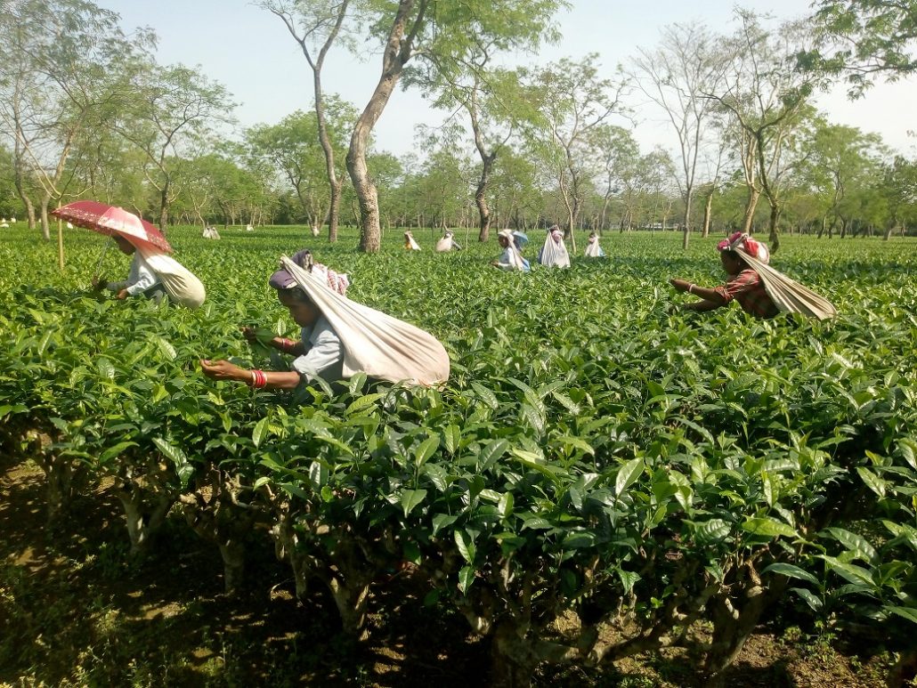 tea garden