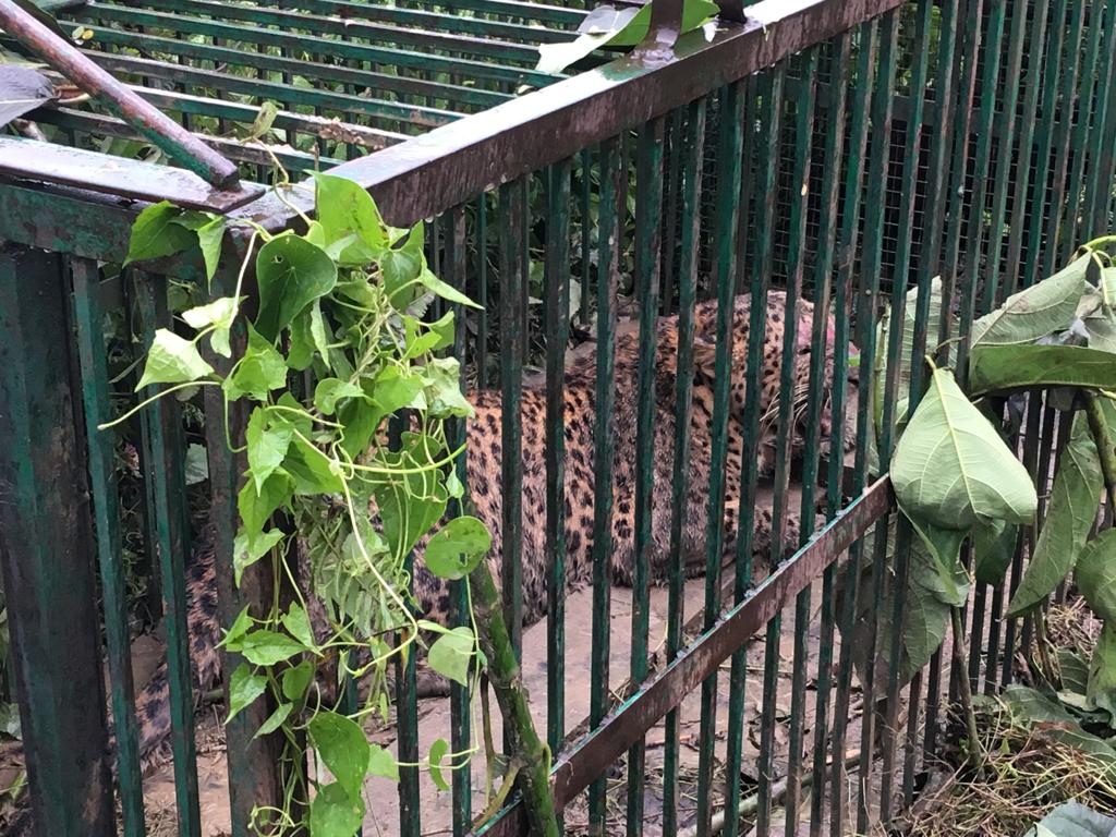 Assam: Leopard caged inside ONGC colony in Jorhat