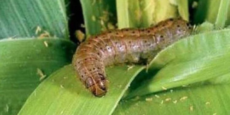 download army worms 2022