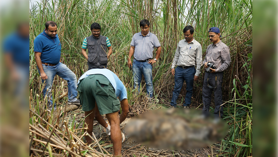 knp tiger