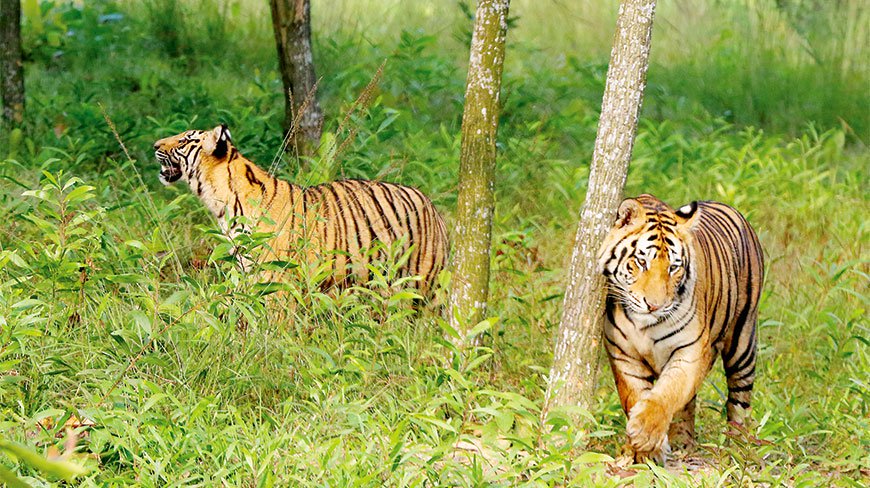 Tiger Poaching