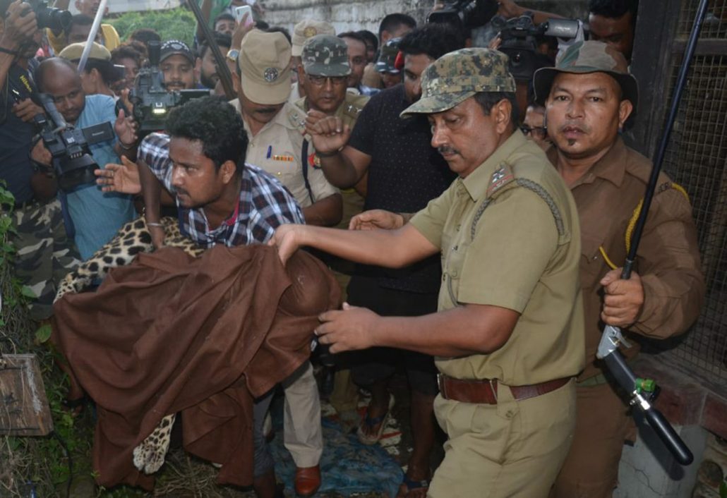 Assam: Leopard enters residential area in Dibrugarh, injures one 1