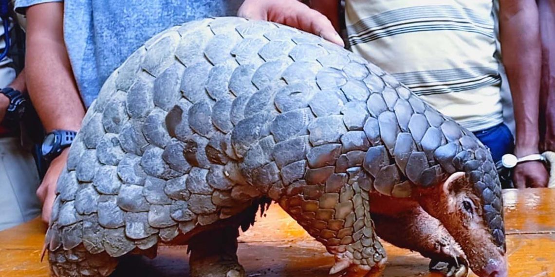Pangolin purchased from Meghalaya at Rs 1.20 lakh, rescued in Dhubri