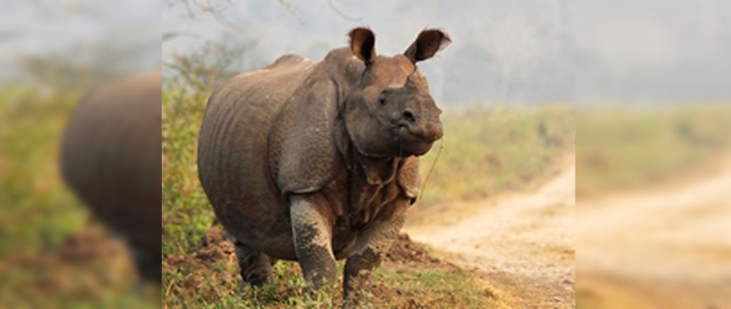 Rhino Majuli