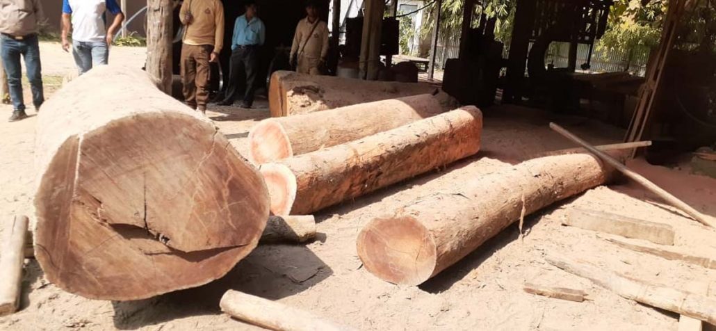 Seized illegal timbers